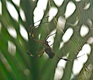 Araña, Puerto Viejo, Limón