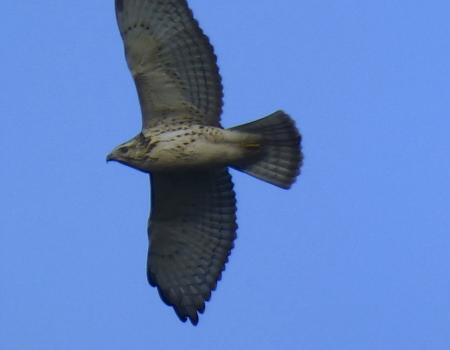 Gavilán aludo en vuelo