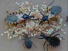 Autoras: María Carlota Monroy Escobar y Dulce María Bustamante Zamora, Lab. de Entomología Aplicada y Parasitología, Universidad de San Carlos de Guatemala (http://www.usac.edu.gt/).